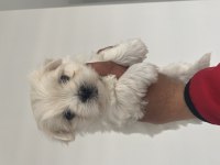 EN MİNİ BOY BİRBİRİNDEN GÜZEL MALTESE BEBEKLERİMİZ