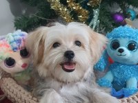 Kore Kanı Teacup Morkie Yavrularımız