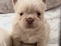 TR de TEK ORJİNAL FLUFFY FRENCH BULLDOG YAVRULAR
