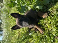Malinois Yavruları