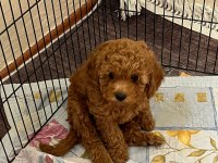 Toy poodle yavrularımız