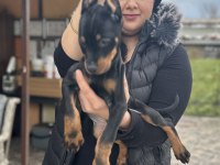 Şecereli king doberman yavrularım