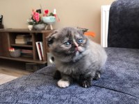 Scottish Fold