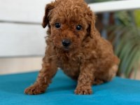 Fotoğraftan daha güzel poodle yavrular