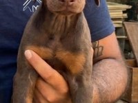 Dev Gibi DOBERMAN yavrular