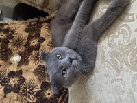 British shorthair kedisi