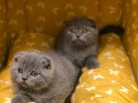 BABY FACE SCOTTISH FOLD YAVRULARIM 