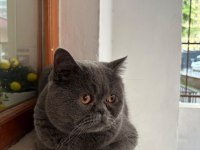 Scottish fold kısırlaştırmış erkek kedimiz yuva arıyor