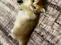 Safkan anne ve babadan british longhair