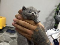 Mükemmel Özelliklerde Scottish Fold Kedilerimiz