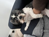 Shih tzu oğlumuza eş arıyoruz
