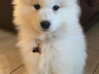 KARBEYEZ SAMOYED YAVRULARIMIZ