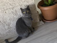 Erkek kedimiz1 yaşında sahiplendirme ilanı