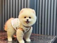 Yavru Pomeranian Boolarımız