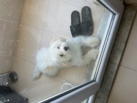 7 Aylık Maltese Terrier Erkek Eğitimli