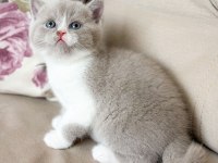 Nadir bulunan harika lilac bicolor yavru british shorthair