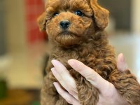 Eğitilebilir Toy Poodle Yavruları ile Evinize Neşe Katın