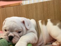ÇOCUK DOSTU ENGLİSH BULLDOG YAVRUMUZ