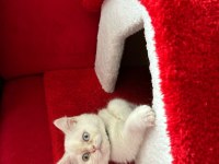 4 kasım doğumu dişi uysal british shorthair