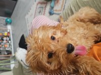 4 aylık maltipoo