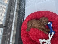 Köpeğimize Acil Yuva Arıyoruz
