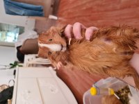Ankara 5 adet guinea pigimi sahiplendiriyorum
