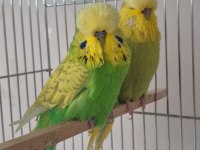 Damızlık show jumbo muhabbet kuşu
