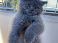 2 aylık british shorthair bebekler