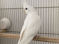 İki Takım Sultan Papağanı
