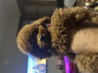 TOY POODLE YAVRULAR