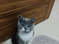 3 AYLIK ERKEK BRİTİSH SHORTHAİR