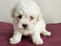 Mini boy maltese minikler