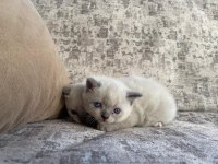 Güzel cins kedi