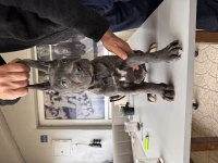 Antik miras Cane Corso yavrusu