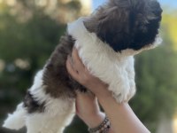 Shih Tzu Yavrular