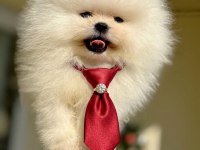 MİNİ BOY AYICIK POMERANİAN BOO