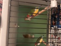 Goldıan finch takım kuşlar