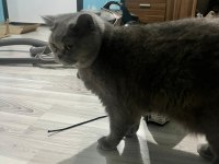 British shorthair 4 yaşında