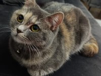 Karmen british shorthair