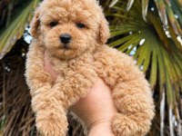 Üst Kalite Maltipoo Yavrularımız 