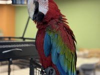 ARA MACAW YAVRUSU YARI EVCİL