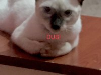 7 Aylık Siyam Oyucu Dişi Kedim