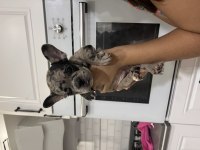 Black merle erkek french bulldog