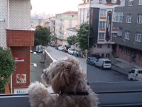 7 aylık maltipoo