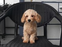 6 Aylık Boy Garantili 2900 Gram Poodle