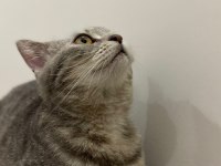 6 Aylık Dişi British Shorthair