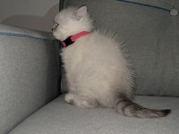 A kalite british shorthair blue point dişi