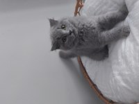3aylık2 tane erkek dişi yavru