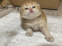 Safkan british bebeklerim Pet & Şecereli Rezerveye açık