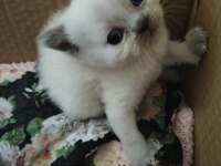İki renk Kahverengi Beyaz Mavi Göz Scottish fold yavrular
